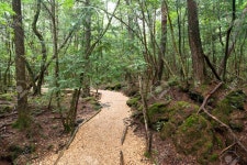 Aokigahara Jukai 로열티 무료 사진, 그림, 이미지 그리고 스톡포토그래피. Image 108604144. Aokigahara Jukai