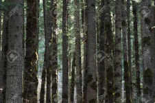 숲 로열티 무료 사진, 그림, 이미지 그리고 스톡포토그래피. Image 40927743. 숲