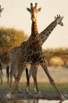 Giraffe Stock Photo, Picture And Royalty Free Image. Image 46262532. giraffe