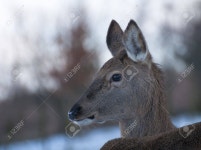 Calf Stock Photo, Picture And Royalty Free Image. Image 17874376. Calf