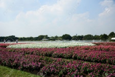 Flower Stock Photo, Picture and Royalty Free Image. Image 53261446. flower