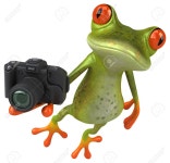 Fun Frog Stock Photo, Picture and Royalty Free Image. Image 58479952. Fun frog