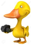 Duck Stock Photo, Picture and Royalty Free Image. Image 59725821. Duck