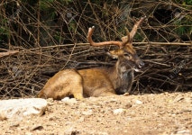 Deer Stock Photo, Picture And Royalty Free Image. Image 11741499. deer