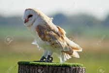 Owl Stock Photo, Picture And Royalty Free Image. Image 11846645. owl