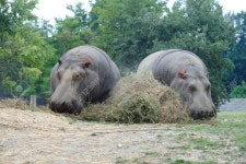 HIPPO 로열티 무료 사진, 그림, 이미지 그리고 스톡포토그래피. Image 30535827 HIPPO