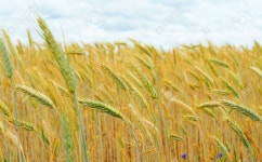 Cereal Field Stock Photo, Picture and Royalty Free Image. Image 10541078. cereal field