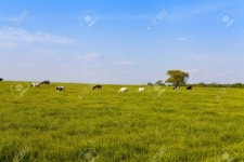Cows Stock Photo, Picture And Royalty Free Image. Image 20049224. Cows