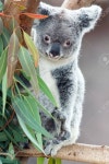 Koala Stock Photo, Picture and Royalty Free Image. Image 18856274. koala