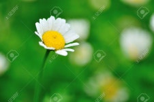 데이지 로열티 무료 사진, 그림, 이미지 그리고 스톡포토그래피. Image 54006218 데이지