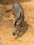 Zebra Stock Photo, Picture and Royalty Free Image. Image 32884353. Zebra
