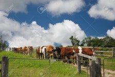 Agriculture Ecology Farm In Australia With Cows 로열티 무료 사진, 그림, 이미지 그리고 스톡포토그래피. Image 146672737.... 