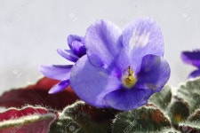 Pansy Stock Photo, Picture and Royalty Free Image. Image 55465329. Pansy