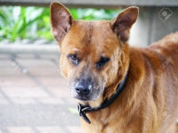 개 로열티 무료 사진, 그림, 이미지 그리고 스톡포토그래피. Image 26490015 개