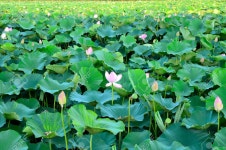 Lotus Stock Photo, Picture And Royalty Free Image. Image 48510911. Lotus