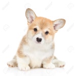 Portrait Of A Cute Pembroke Welsh Corgi Puppy. Isolated On White Background. 로열티 무료 사진, 그림, 이미지 그리고... 