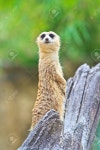 Meerkat Stock Photo, Picture and Royalty Free Image. Image 16320571. Meerkat 