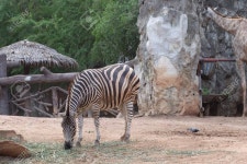 Zebra Stock Photo, Picture And Royalty Free Image. Image 58180939. zebra