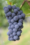 Grapes Stock Photo, Picture and Royalty Free Image. Image 13173197. grapes