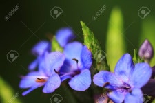 Blue Flower 로열티 무료 사진, 그림, 이미지 그리고 스톡포토그래피. Image 8945724. Blue flower