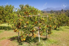 Orange Tree Stock Photo, Picture And Royalty Free Image. Image 35149412. Orange tree
