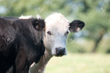 Cow Stock Photo, Picture And Royalty Free Image. Image 11578330. Cow