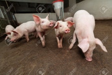 돼지 농장 로열티 무료 사진, 그림, 이미지 그리고 스톡포토그래피. Image 18686760 돼지 농장