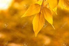 노란 잎 로열티 무료 사진, 그림, 이미지 그리고 스톡포토그래피. Image 11485048 노란 잎