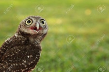 Owl Stock Photo, Picture and Royalty Free Image. Image 6967264. owl
