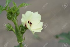 Okra Flower Stock Photo, Picture and Royalty Free Image. Image 131941763. Okra flower