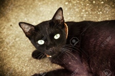 Black Cat Stock Photo, Picture and Royalty Free Image. Image 29973893. Black cat