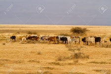 Amboseli Park 로열티 무료 사진, 그림, 이미지 그리고 스톡포토그래피. Image 33134071. amboseli park