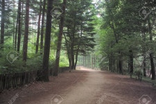 Forest Stock Photo, Picture and Royalty Free Image. Image 10721582. Forest