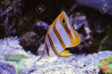 Fish Stock Photo, Picture and Royalty Free Image. Image 57730455. Fish