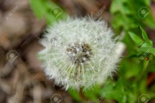 민들레 로열티 무료 사진, 그림, 이미지 그리고 스톡포토그래피. Image 83627314 민들레