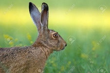 Hare Stock Photo, Picture and Royalty Free Image. Image 27551655. Hare