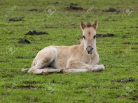 낳다 로열티 무료 사진, 그림, 이미지 그리고 스톡포토그래피. Image 36198873 낳다