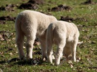 Lamb Stock Photo, Picture and Royalty Free Image. Image 37515391. lamb