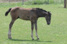 Foal Stock Photo, Picture And Royalty Free Image. Image 37909842. foal