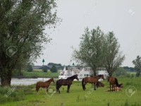 말 로열티 무료 사진, 그림, 이미지 그리고 스톡포토그래피. Image 46229458. 말