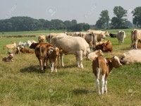 Cow Stock Photo, Picture and Royalty Free Image. Image 61621670. cow