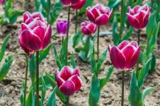 공원 로열티 무료 사진, 그림, 이미지 그리고 스톡포토그래피. Image 38922639. 공원