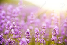 라벤더 로열티 무료 사진, 그림, 이미지 그리고 스톡포토그래피. Image 40932348 라벤더