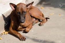 개 로열티 무료 사진, 그림, 이미지 그리고 스톡포토그래피. Image 16190183 개