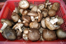 버섯 로열티 무료 사진, 그림, 이미지 그리고 스톡포토그래피. Image 14499223. 버섯