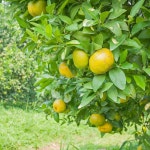 Orange Tree Stock Photo, Picture And Royalty Free Image. Image 19624970. Orange tree 