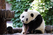 팬더 로열티 무료 사진, 그림, 이미지 그리고 스톡포토그래피. Image 59786539 팬더