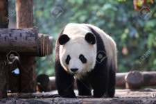 팬더 로열티 무료 사진, 그림, 이미지 그리고 스톡포토그래피. Image 65430856 팬더