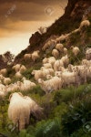 Sheep Stock Photo, Picture and Royalty Free Image. Image 40046510. sheep
