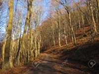 숲 로열티 무료 사진, 그림, 이미지 그리고 스톡포토그래피. Image 47748826 숲